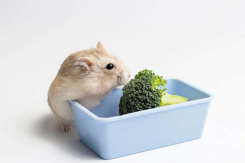 Can Hamsters Eat Broccoli [Inc. Cooked Or Raw]