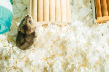 4 Best Hamster Sawdust [Hamster Substrate]