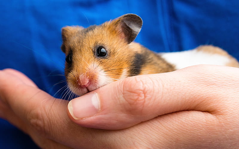 wet-tail-in-hamsters-2