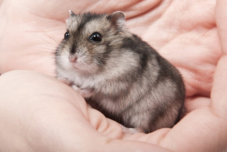 Free Tips on Hamster Preventive Care