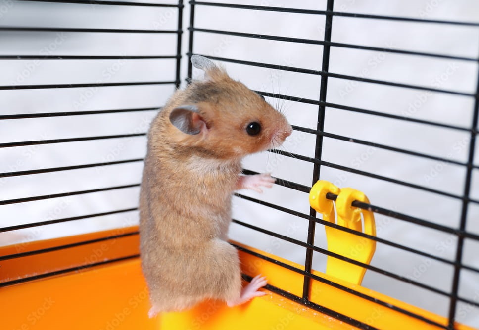 why-do-hamsters-try-to-escape-1