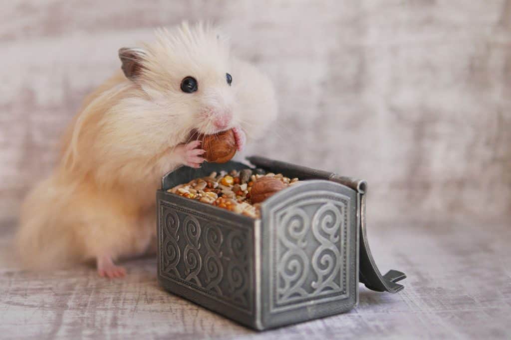 how-often-should-you-feed-your-hamster-2