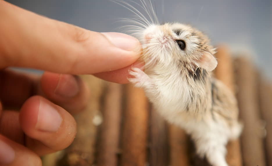 7-proven-methods-to-train-a-hamster-to-be-tame-2