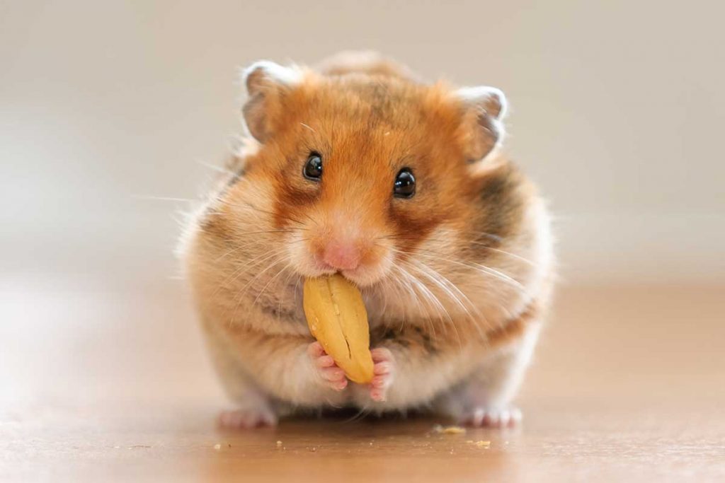 can-hamsters-eat-almonds-1