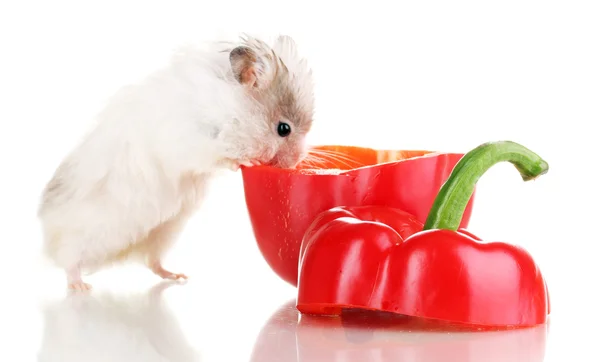 can-hamsters-eat-bell-peppers-1