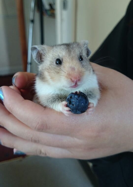 can-hamsters-eat-blueberries-2