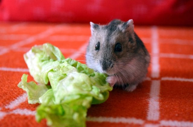 can-hamsters-eat-cabbage-2