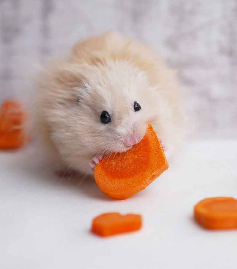 can-hamsters-eat-carrots-4