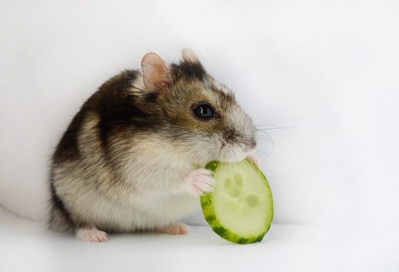 can-hamsters-eat-cucumbers-1