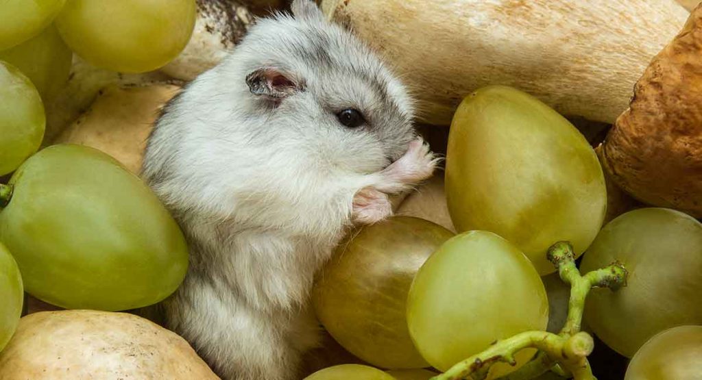 can-hamsters-eat-grapes-2