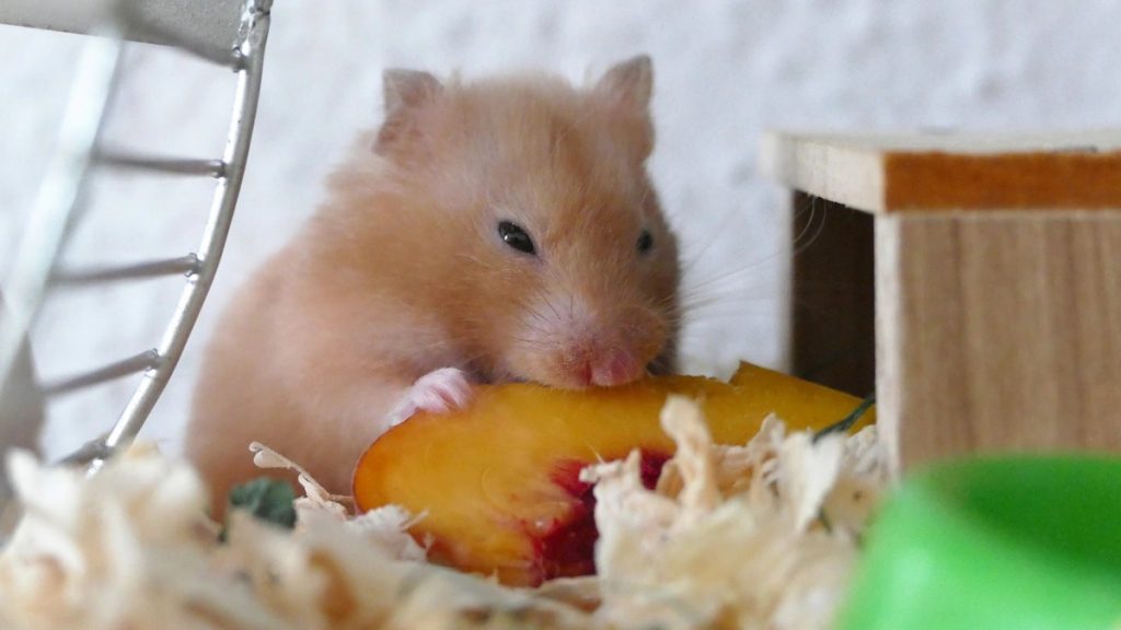 can-hamsters-eat-peaches-3