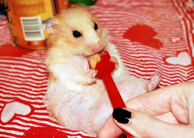 can-hamsters-eat-peanut-butter-3