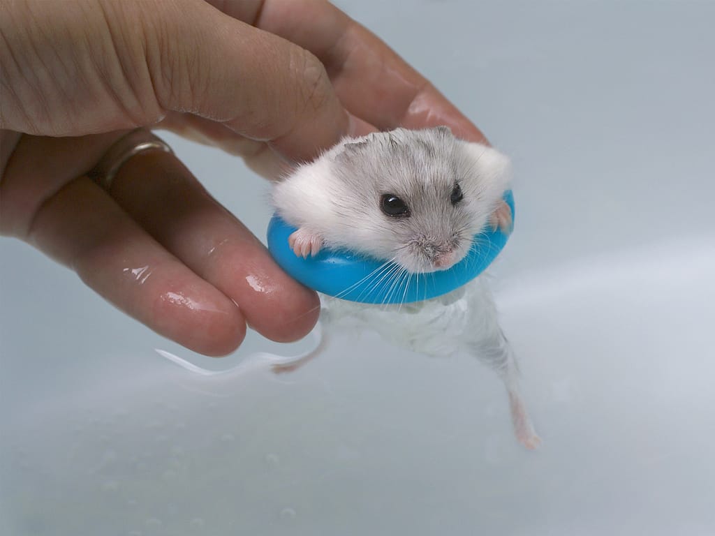 can-hamsters-swim-1