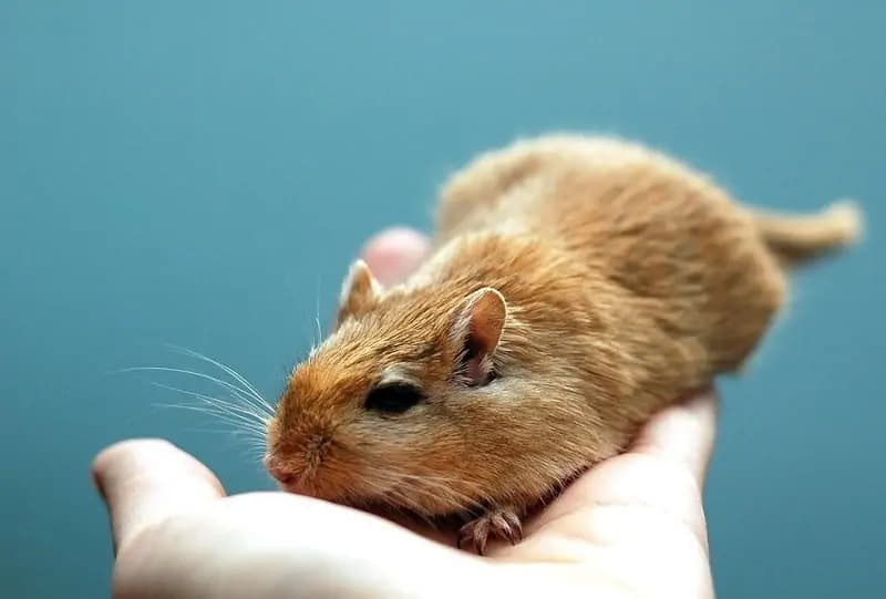 gerbil-vs-hamster-which-pet-should-you-get-3