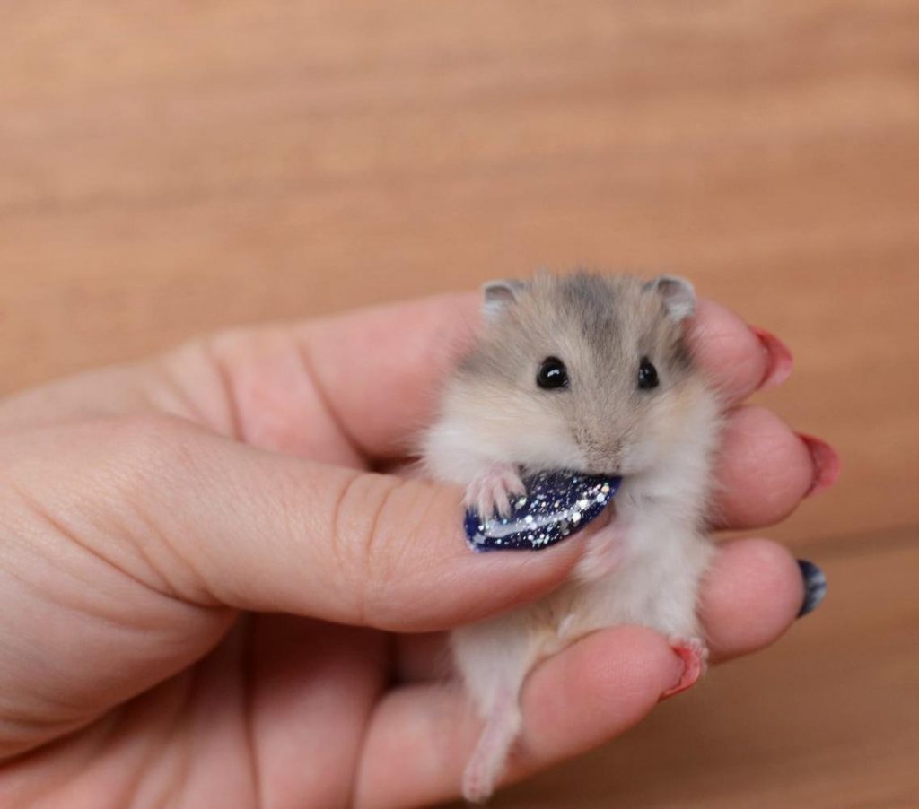 how-to-hold-a-hamster-correctly-3