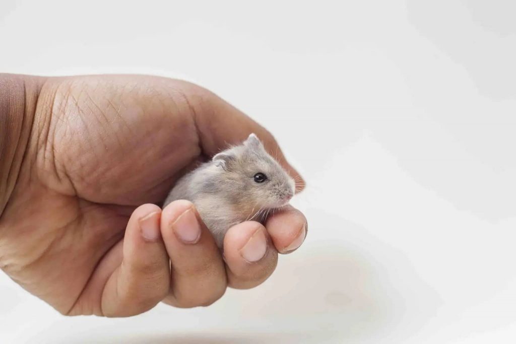 how-to-hold-a-hamster-correctly-4