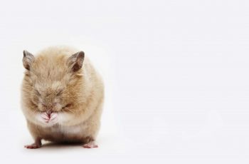 3 Useful Ways To Treat a Sick Hamster