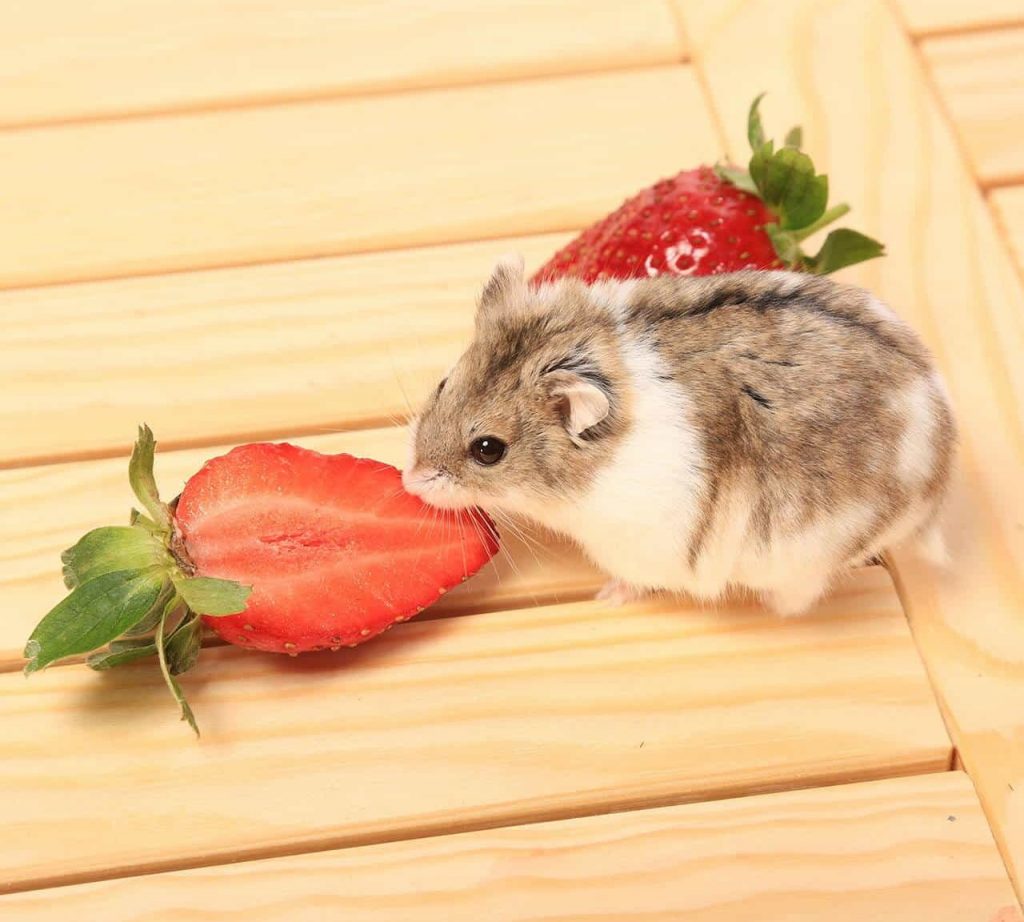 a-healthy-diet-for-hamsters-2