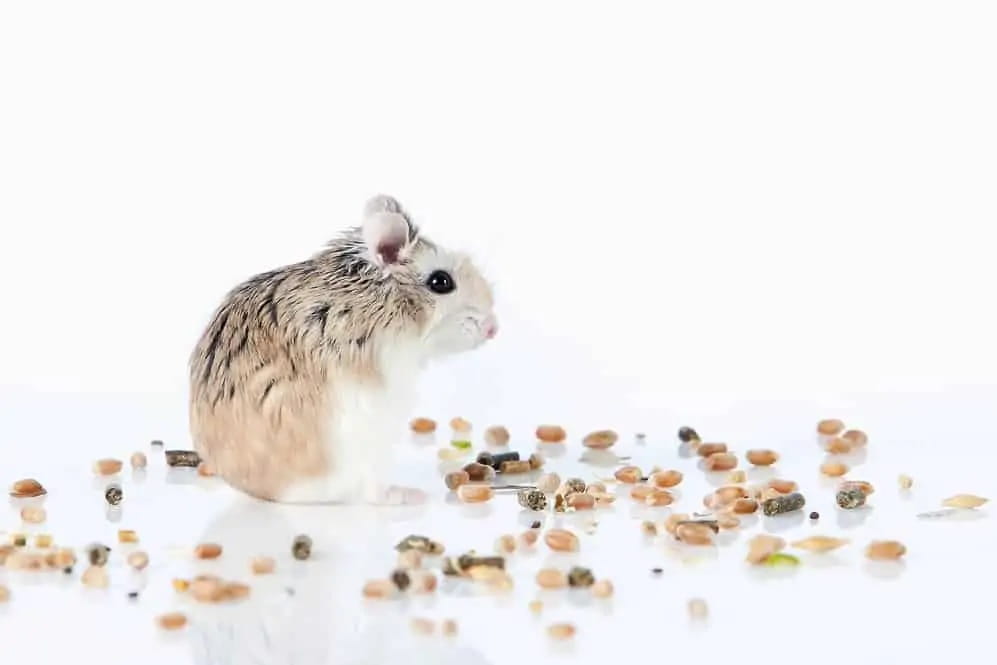 a-healthy-diet-for-hamsters-3