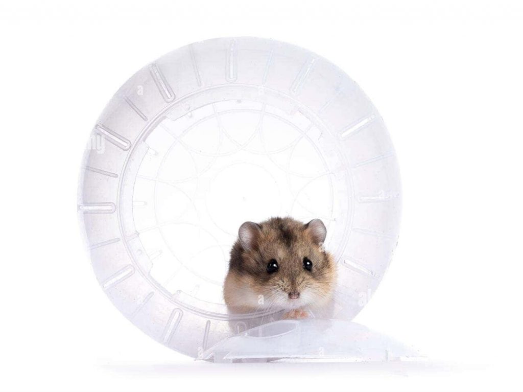 advice-on-hamster-accessories-and-supplies-3