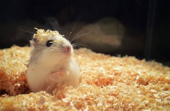 Hamster Bedding And Nesting Materials