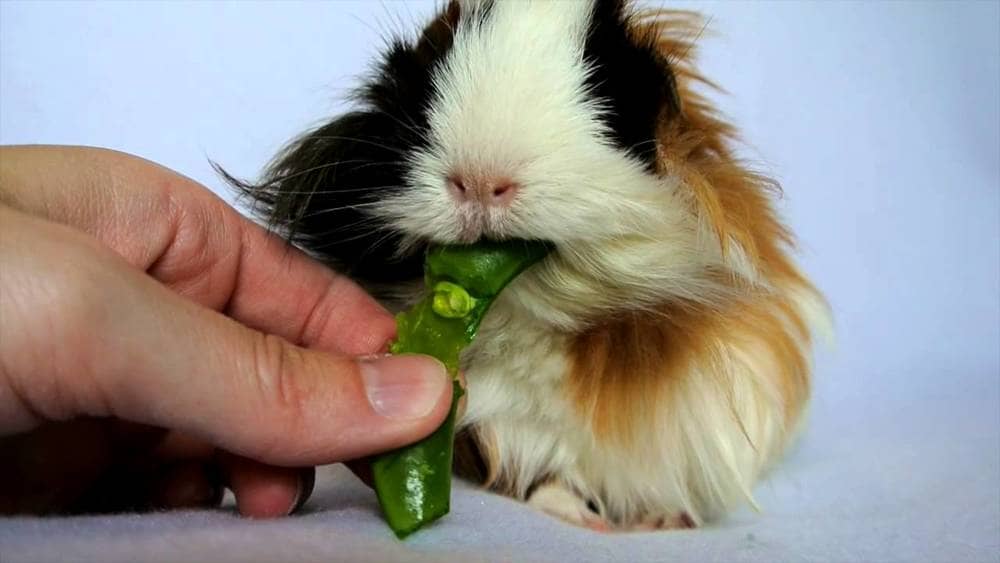 can-hamsters-eat-peas-1