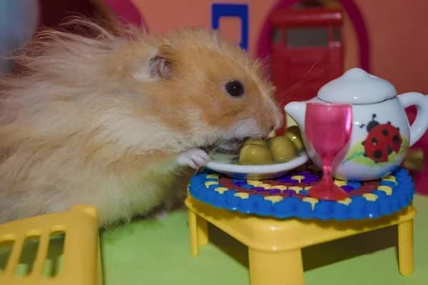 can-hamsters-eat-peas-3