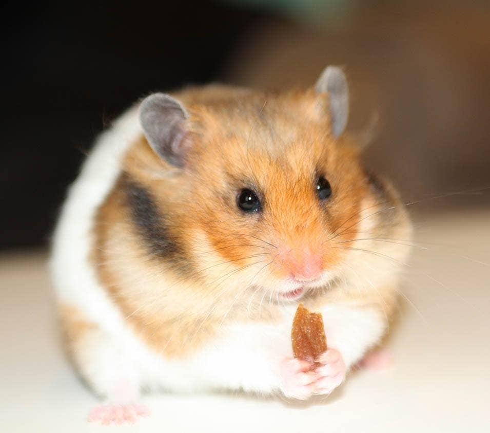 can-hamsters-eat-raisins-3