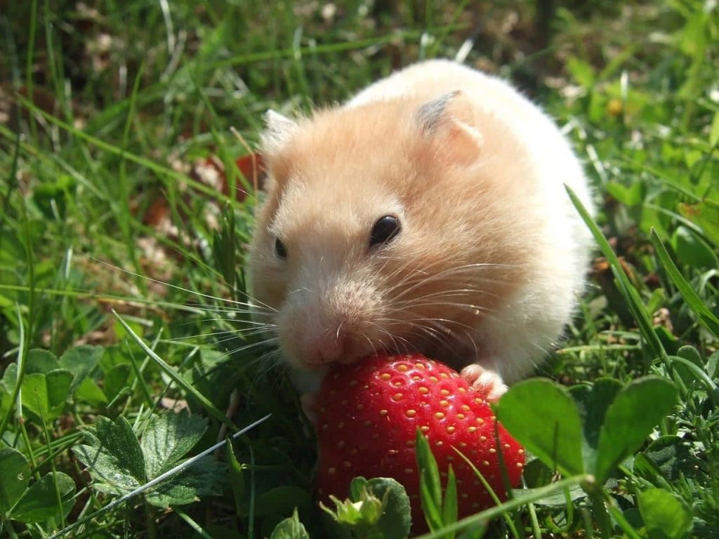 can-hamsters-eat-strawberries-1