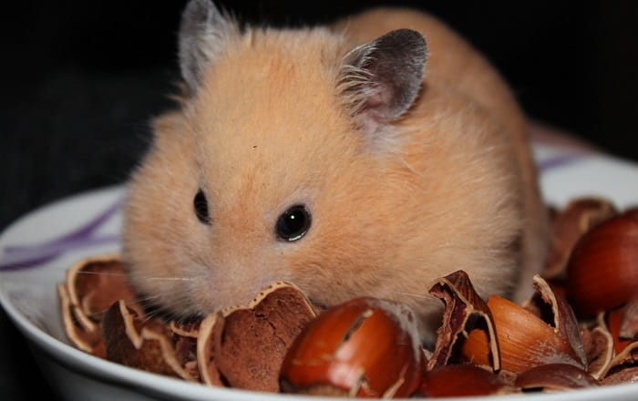 can-hamsters-eat-walnuts-2