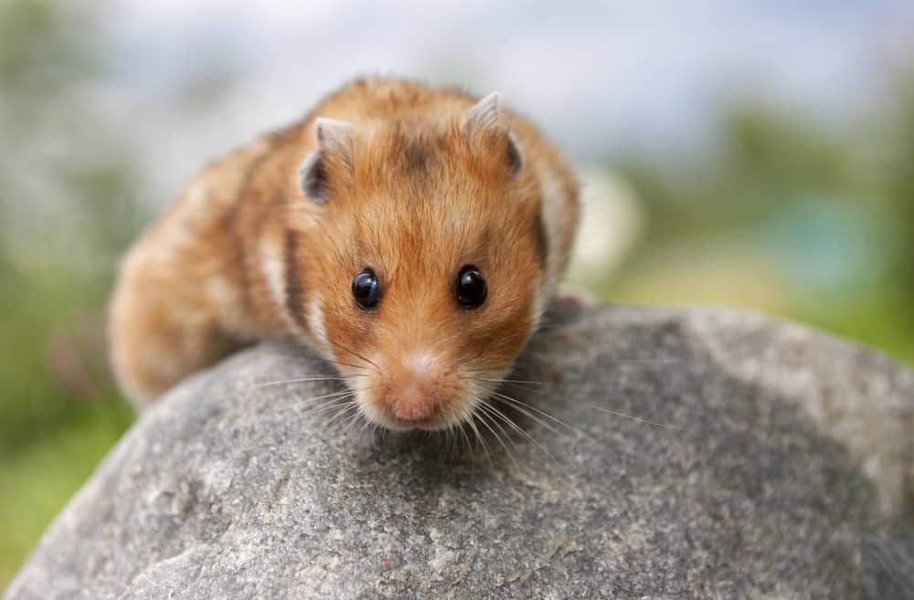 fun-facts-about-hamsters-1