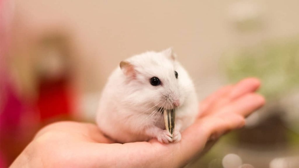 how-long-can-a-hamster-go-without-food-or-water-3