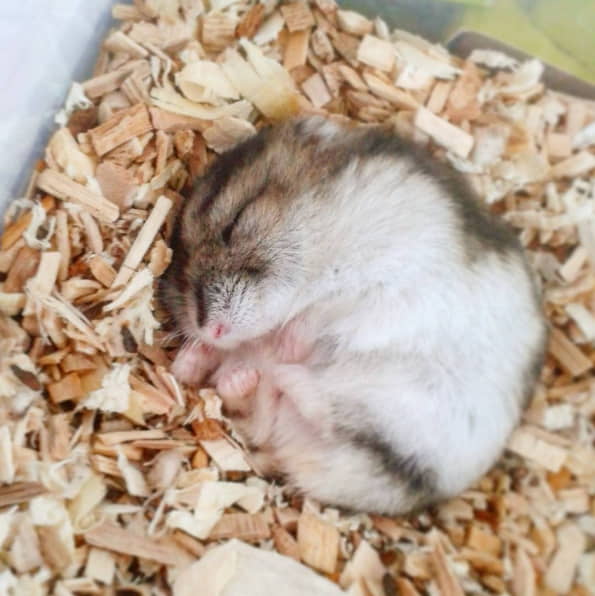 how-to-avoid-abscesses-in-hamsters-2