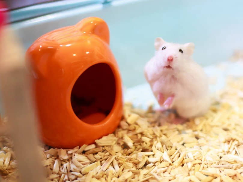 how-to-potty-training-your-hamster-2