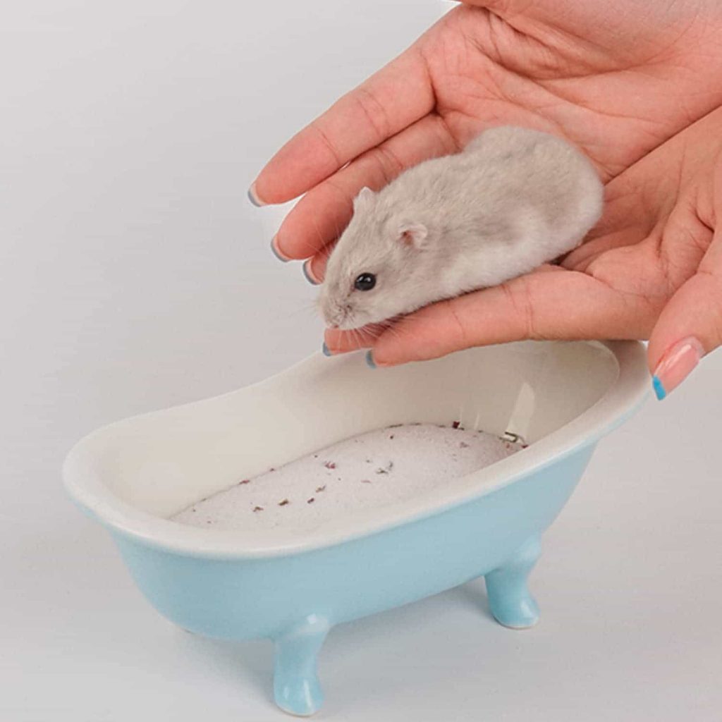 how-to-properly-clean-your-hamster-1
