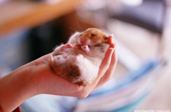 Should You Wake A Hamster Up?