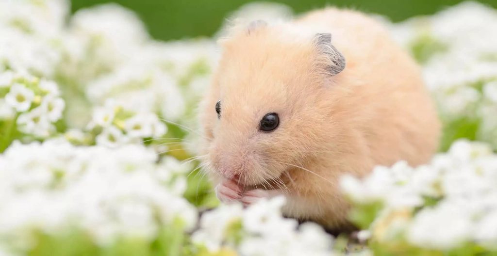 quick-pet-hamster-care-tips-3