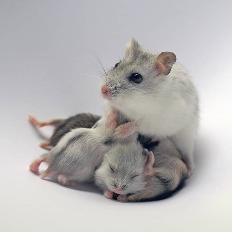 reasons-why-hamsters-sometimes-eat-their-babies-1