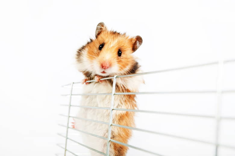reasons-your-hamster-keeps-trying-to-escape-1