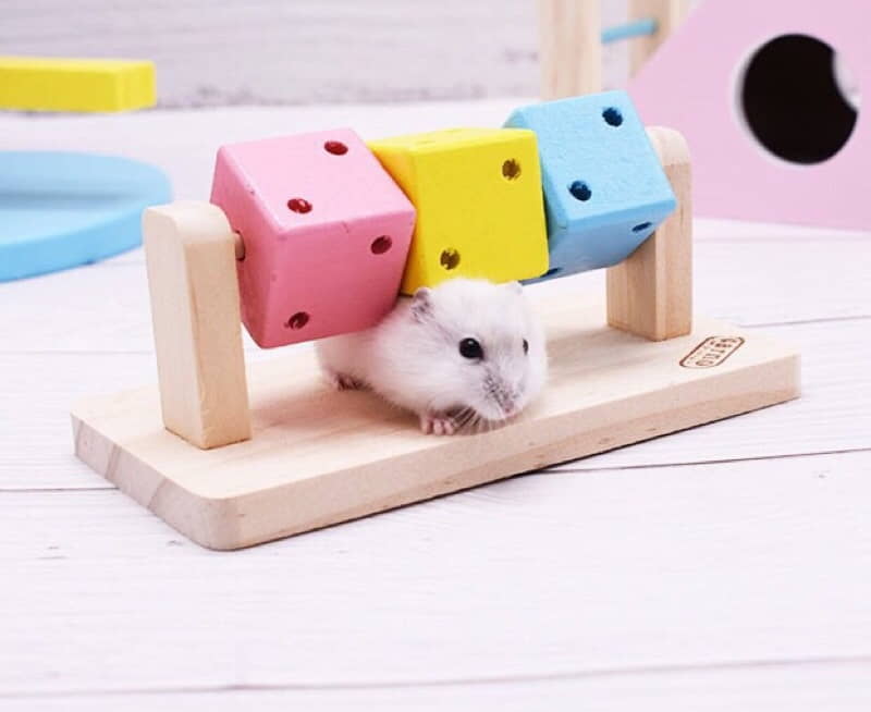 reasons-your-hamster-keeps-trying-to-escape-2