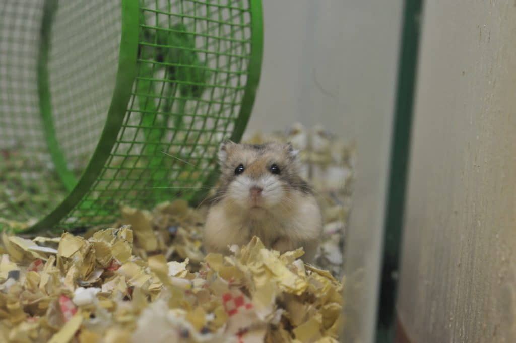 roborovski-dwarf-hamster-info-3