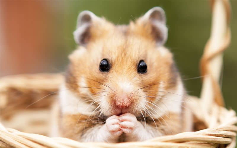 syrian-hamster-care-guide-2