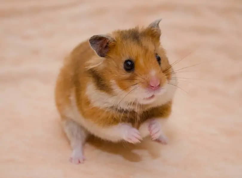 syrian-hamster-vs-dwarf-hamster-2