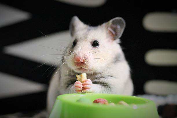 the-best-hamster-facts-and-statistics-2