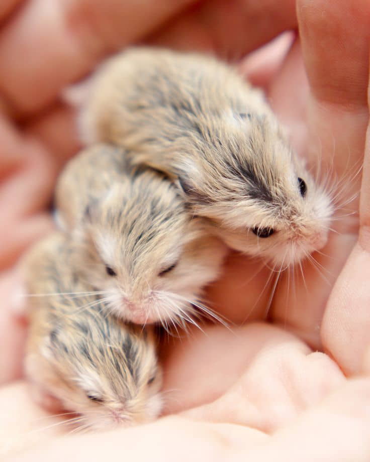 5-mistakes-when-caring-for-baby-hamsters-3