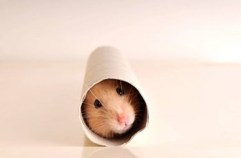 Advice on Hamster Accessories and Supplies