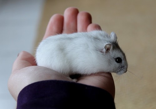 types-of-dwarf-hamster-breeds-2