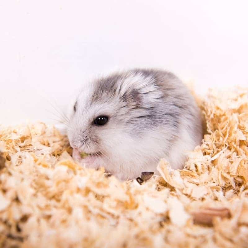 types-of-dwarf-hamster-breeds-5