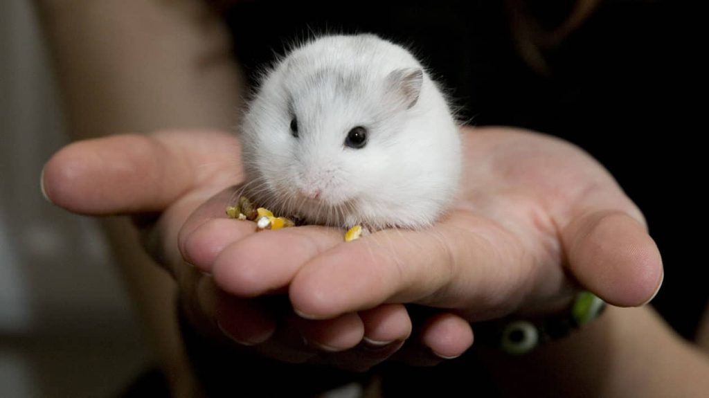 which-hamster-breed-is-best-for-kids-2