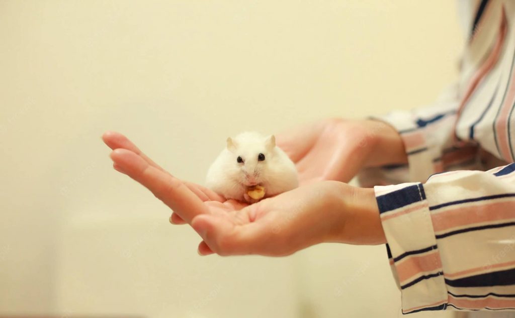which-hamster-breed-is-the-friendliest-1